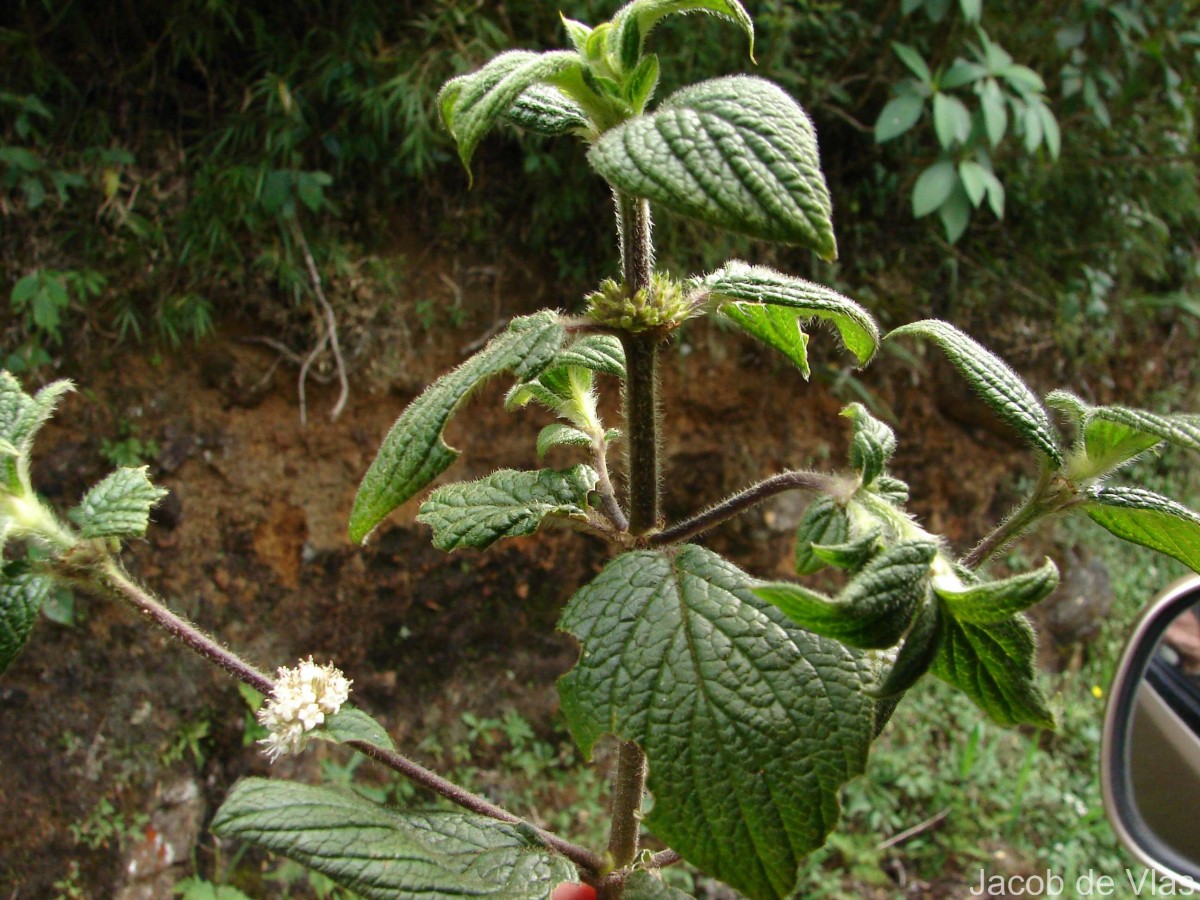 Hedyotis ceylanica N.Wikstr. & Neupane